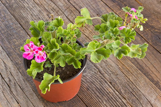 Geranium pelargonium flower in pot on wooden background