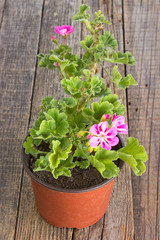 Geranium pelargonium flower in pot on wooden background