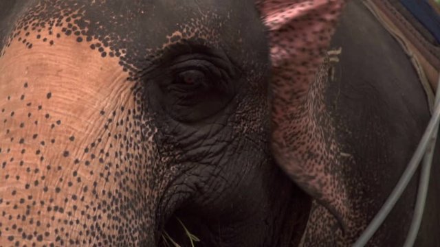 Eye of Asian Elephant (Elephas maximus). Close Up View