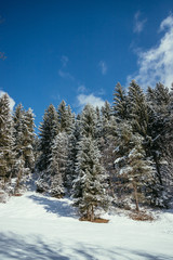 Winterlandschaft: Beschneite Wiese, Wald, Berge und blauer Himmel