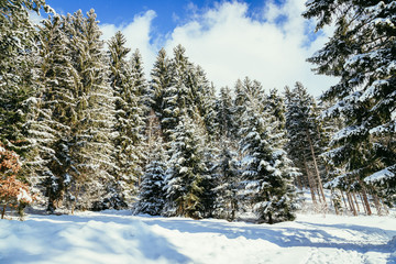 Verschneite Winterlandschaft in den Bergen, schneebedeckte Bäume 