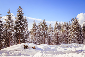Fototapeta na wymiar Verschneite Winterlandschaft in den Bergen, schneebedeckte Bäume 