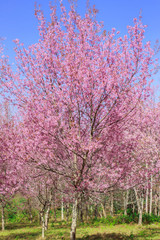 Fototapeta na wymiar Wild Himalayan Cherry Blossoms in spring season (Prunus cerasoides), Sakura in Thailand, selective focus, Phu Lom Lo, Loei, Thailand.