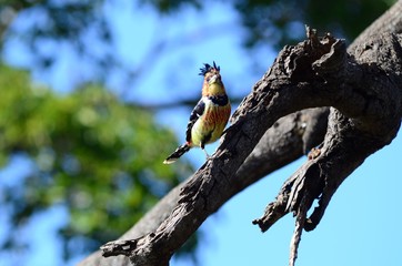 Uccello africano nel parco kruger