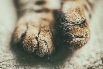 Close up image of beautiful cat paws.Focus on paws.