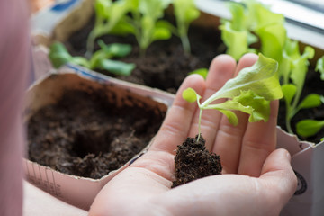 Hands of woman preparing to carefully plant seedlings of salad in fertile soil in bigger pot. Taking care and growth concept