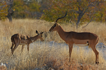 Schwarznasen-Impalas (Aepyceros melampus petersi) im Etosha Nationalpark (Namibia)
