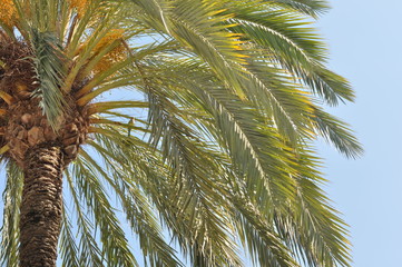 Obraz premium feuillage de palmier avec perruche jaune sur fond de ciel d'été