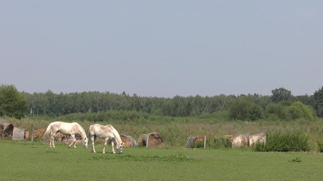 Horse on the catwalk.Panning