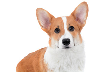 cute puppy corgi face isolated white background