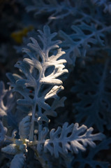 Silver dust Cineraria maritima in the garden, close up.