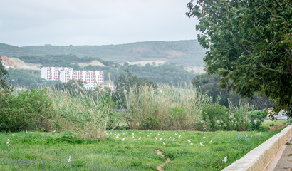 Field of birds