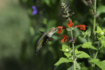 Pollination in Action