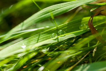 Drops of water on the green grass after rain, macro