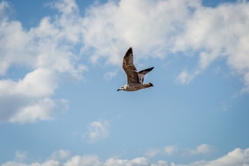 Birds flying among clouds