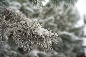 Natural texture of a winter background of Christmas trees. Snow is coming, snow-covered spruce branches