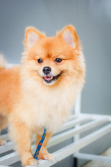 Pomeranian dog smile so cute.