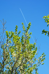 aircraft, plane, spring, tree, sky, nature, spring, green, blue, leaves, leaf, plant, summer, trees,  landscape, outdoors, foliage, day, beautiful, season, bright, flower, insect, nature, macro
