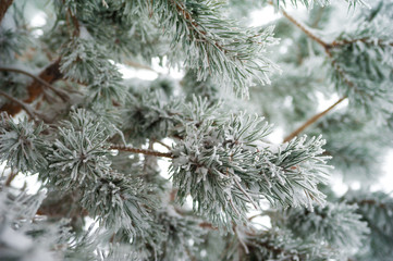 Naklejka na ściany i meble Natural texture of a winter background of Christmas trees. Snow is coming, snow-covered spruce branches