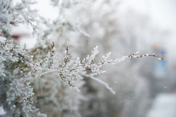 Natural texture of a winter background of Christmas trees. Snow is coming, snow-covered spruce branches
