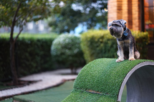 Little Mixed Breed Terrier Dog Happy Sitting On The Concrete Tube