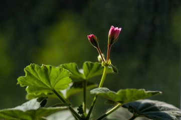 Lovely pink and white Pelargonium Geranium flowers, close up