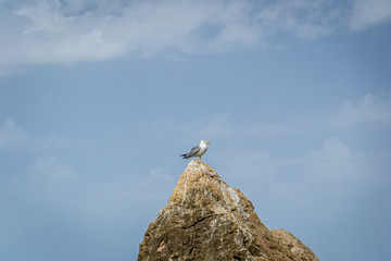 Birds over the city