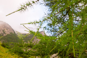 Obraz premium Lärchenbaum mit Lärchennadeln
