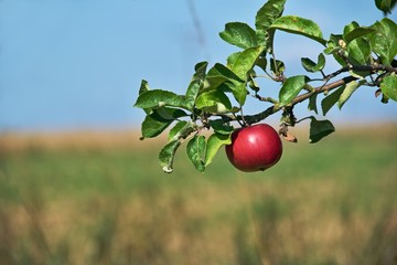 One red apple on a branch with a blurred background
