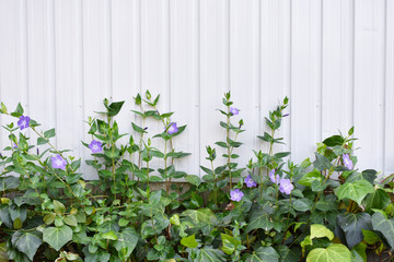 ツルニチニチソウ　ツタ　ライン　ナチュラル（1）