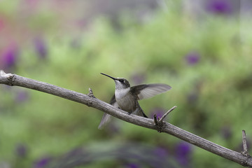 Ready to Fly