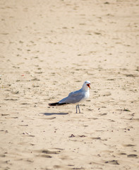 Birds over the beach