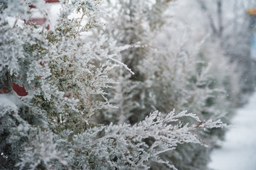 Natural texture of a winter background of Christmas trees. Snow is coming, snow-covered spruce branches