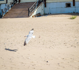 Birds over the beach