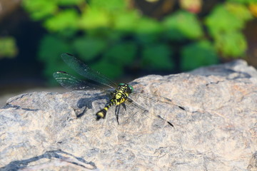 日本のトンボ。オナガサナエ。東和　花巻　岩手　日本。７月下旬。
