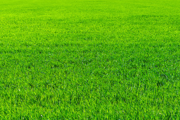 Obraz na płótnie Canvas Young wheat field in spring, seedlings growing in a soil. Green wheat field, prouts of wheat. Close up. Selective focus. Agronomic background