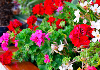 Fototapeta na wymiar Pink and red geranium flowers in a summer garden close up.Blooming pelargoniums.Bright floral background. Selective focus.