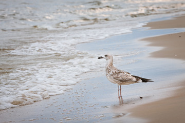 Młoda mewa na plaży © Mariusz Stoszewski
