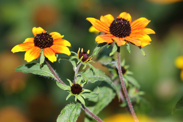 Cheerful colors of Rudbeckia triloba 'Red Sport' adorn every garden