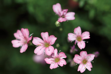 Light pink small flowers of Gypsophila repens 'Rosa Schonheit'