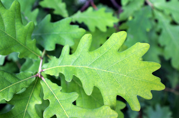 oak leaf