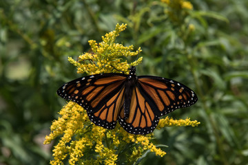 monarch butterfly flower