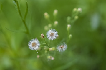 Obraz premium dandelion