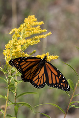 monarch butterfly goldenrod