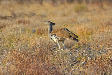 Riesentrappe (Ardeotis kori) im Etosha Nationalpark (Namibia)