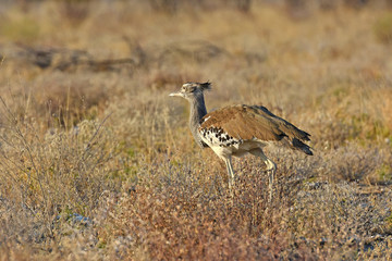 Riesentrappe (Ardeotis kori) im Etosha Nationalpark (Namibia)