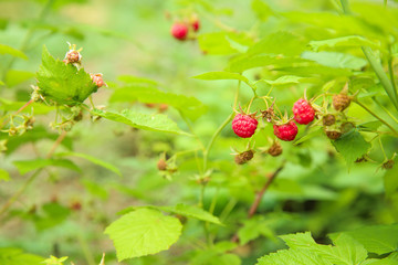 Ripe raspberries on bush