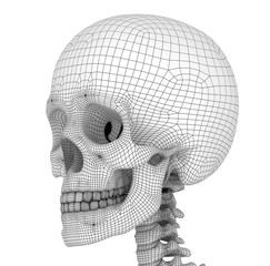 Human skull skeleton, isolated. Medically accurate 3d illustration .