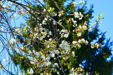 cherry, tree, spring, nature, branch, sky, green, flower, blossom, leaves, white, leaf, apple, plant, blue, cherry, summer, garden, bloom, flowers, season, blooming, trees, bright, growth, forest
