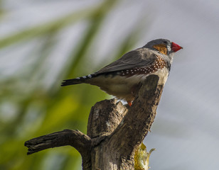 Finch